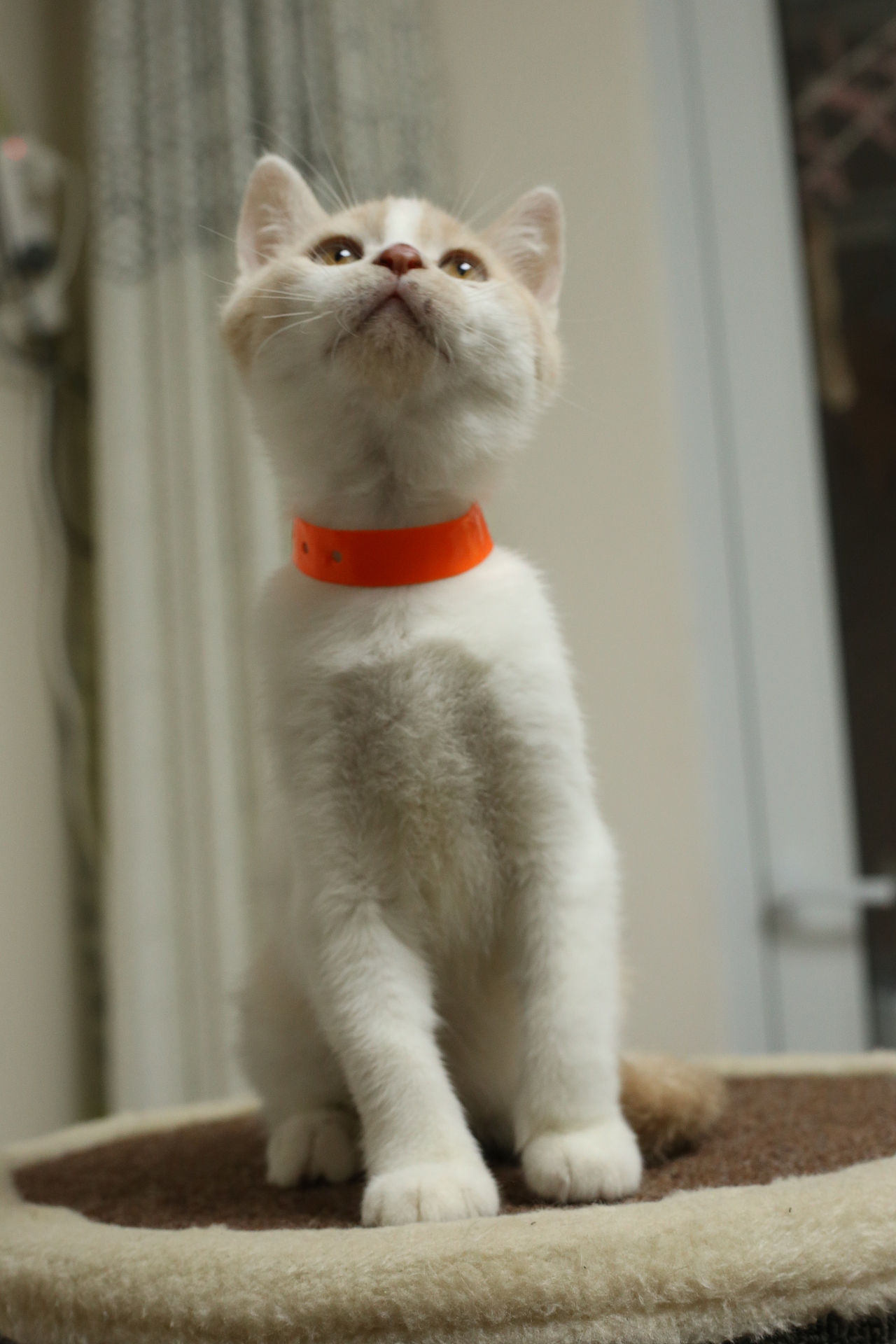 双血统英短\0508英短乳白梵公-熊二-27day450g