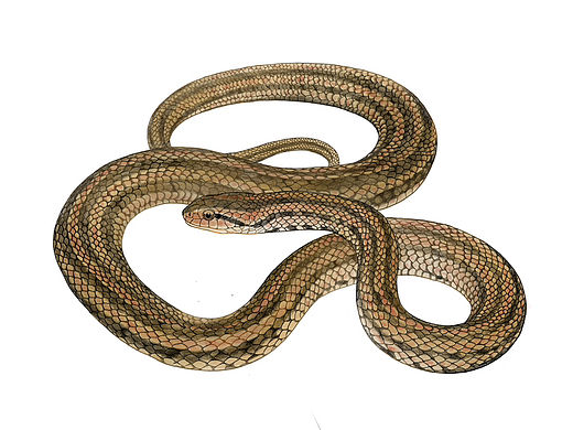 单体写实-红纹滞卵蛇（个人主页-ZNjU5NzYxMjA=） - 商业插画 - 站酷设计师画画的孢子原创素材 - 站酷ZCOOL