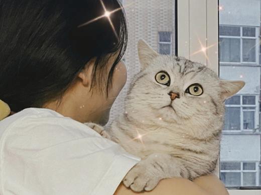 可可爱爱猫主子（鱼丸）