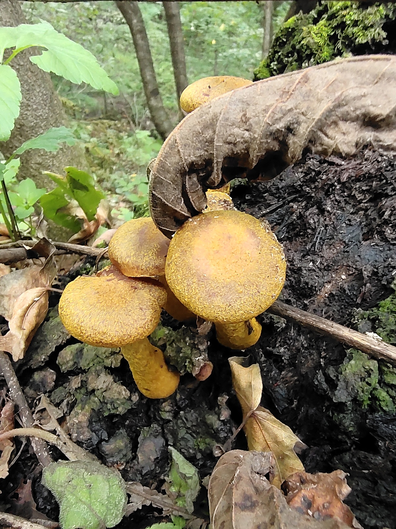 东北野生榛蘑菇
