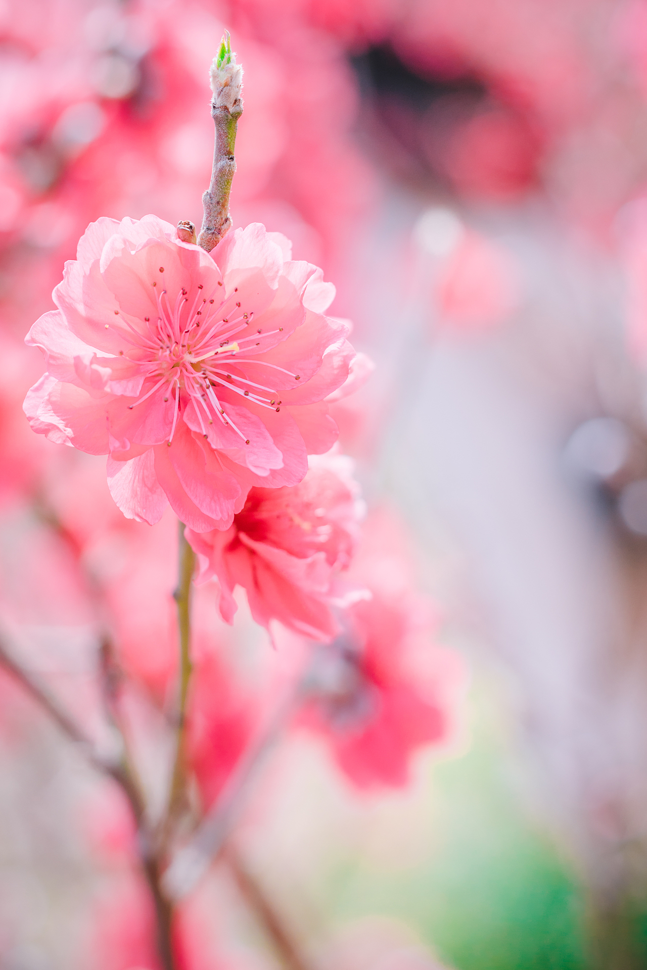 20190127 广州石马桃花园（图ZMTQzMzgxOTA0） - 风光摄影 - 站酷设计师Air416原创素材 - 站酷ZCOOL