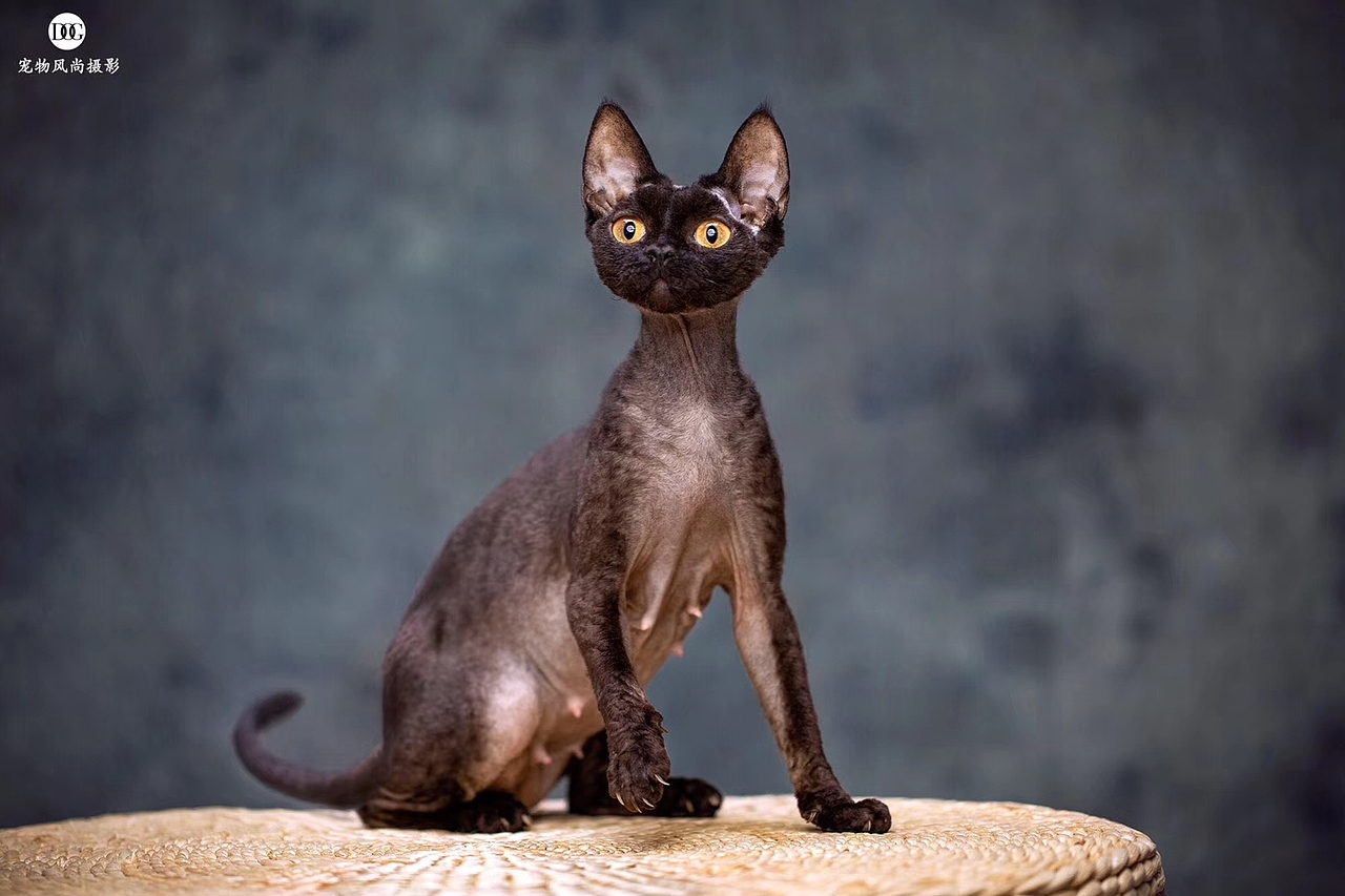 我觉得304自然色很衬我， 305不行，只适合黄皮。（图ZMTg3MzI4Mzk2） - 宠物摄影 - 站酷设计师宠物风尚摄影原创素材 - 站酷ZCOOL