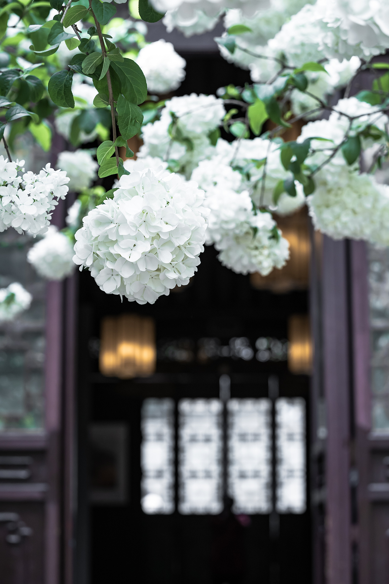 南京清凉山绣球花