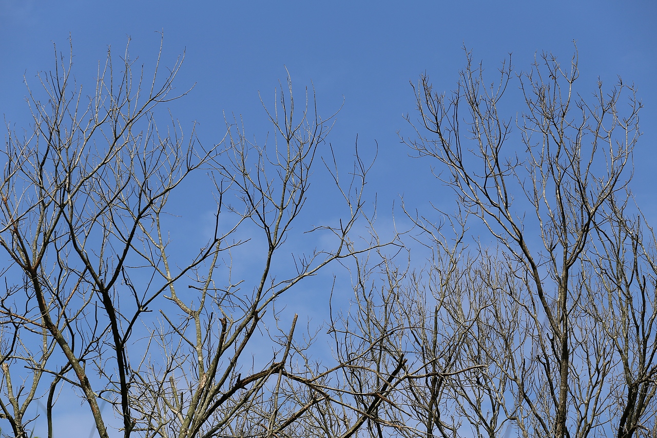 巴马/树 草（图ZODA1OTQ2NjA=） - 风光摄影 - 站酷设计师bama547500原创素材 - 站酷ZCOOL