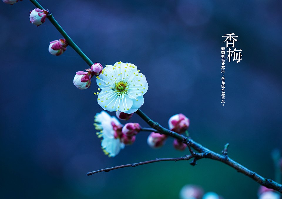 香梅[大年初二]