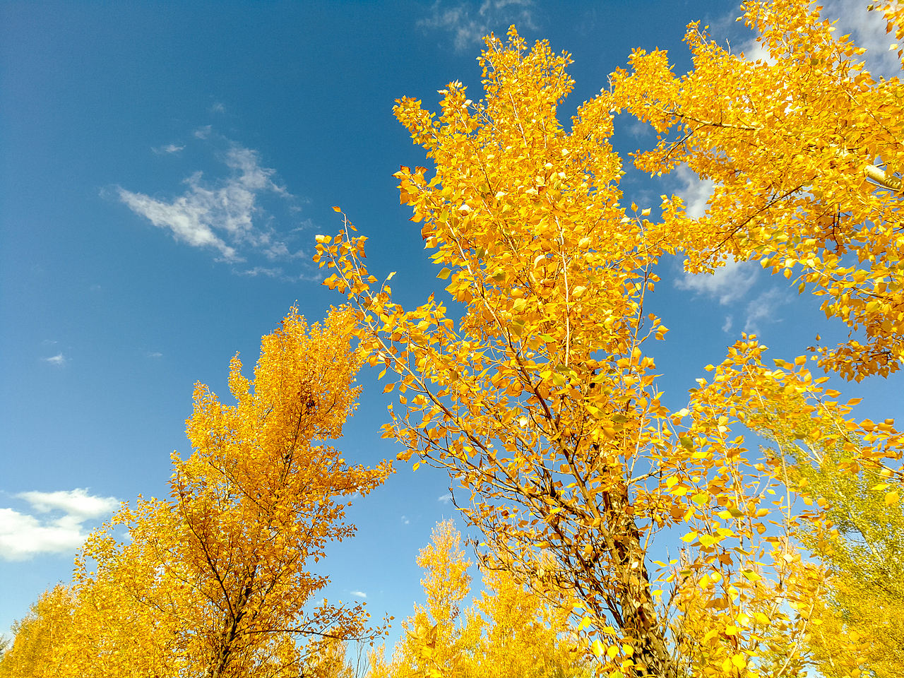 深秋的白杨树林，金黄的树冠，漂亮的纯粹