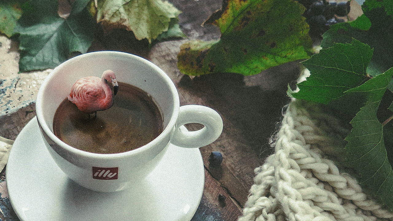 火烈鸟&coffee