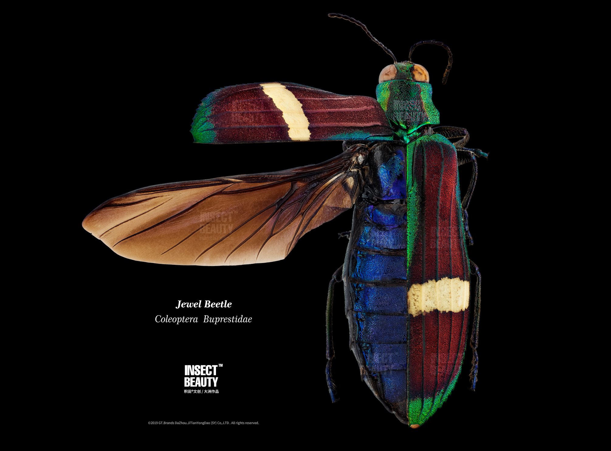 爪哇岛宝石吉丁虫,展翅及整肢|摄影|风光摄影|大洲