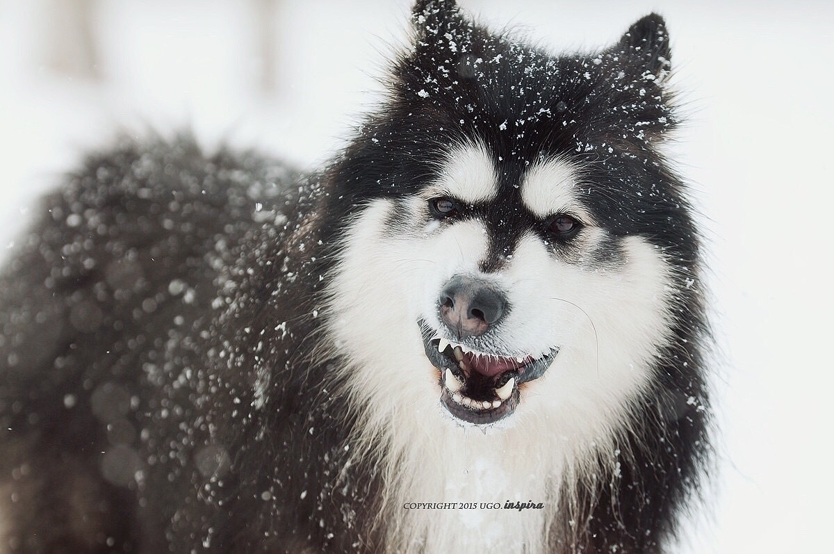 用境摄 去影心【动物摄影师何某某个人作品4】