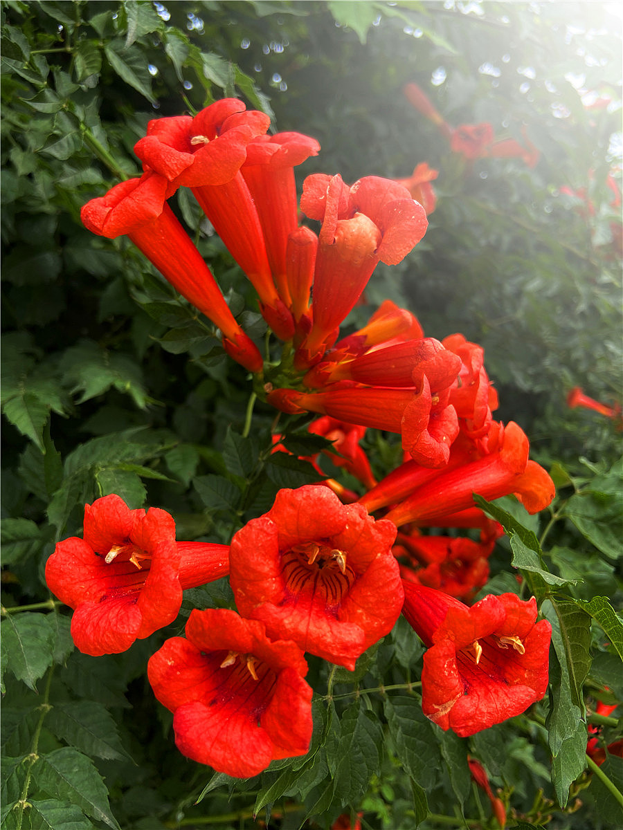 刘勇良手机纪实摄影:凌霄花开红艳艳