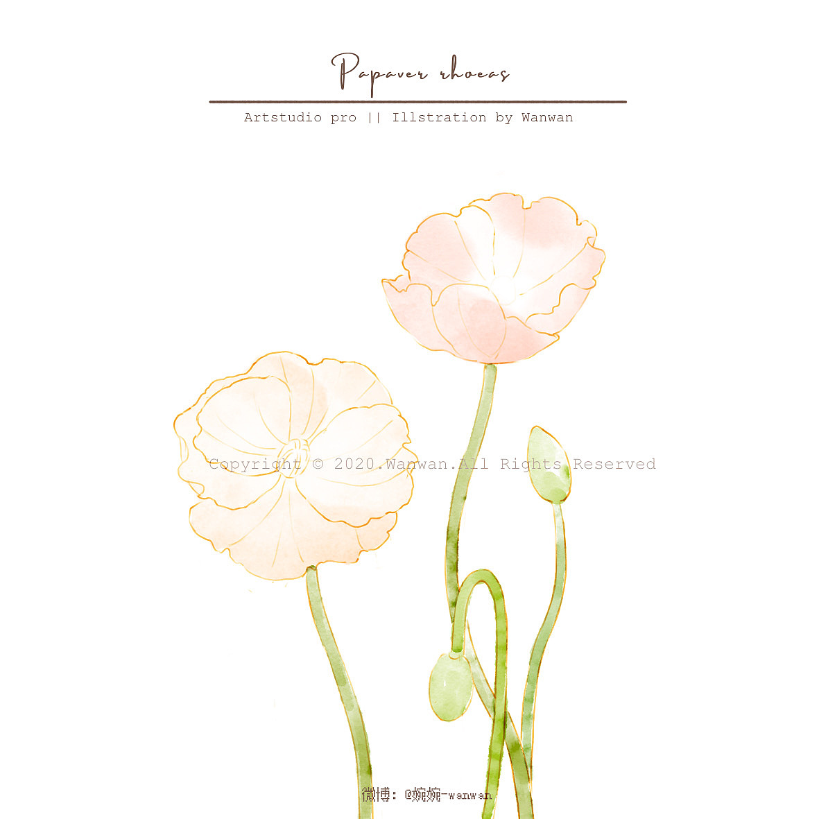 iPad 水彩插画-虞美人