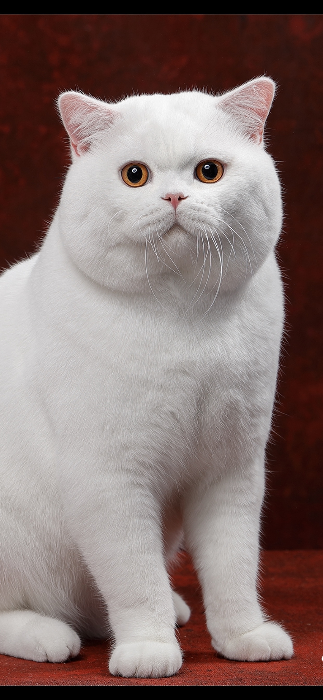 2018-19年度中国猫赛spyzoo赛程猫咪拍摄部分