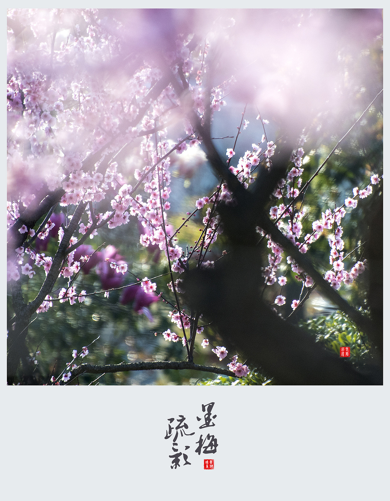 【墨梅. 疏影】