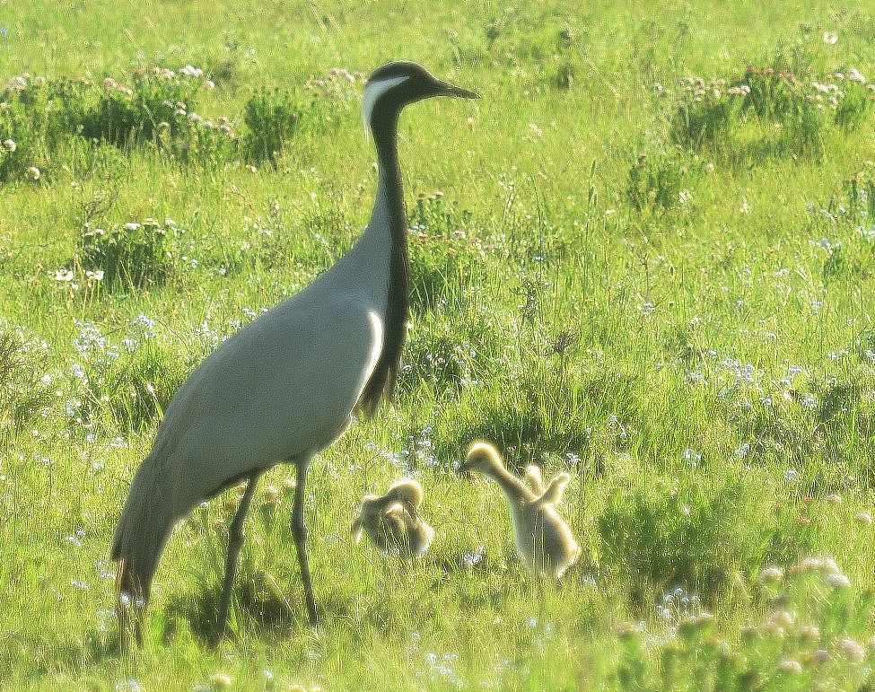 巴彦查干草原蓑羽巴彦查干草原蓑羽鹤鹤