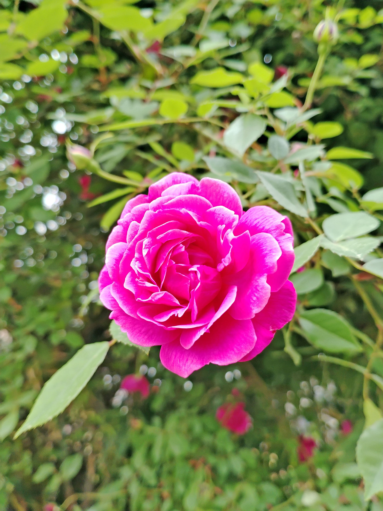 随手拍 | 申城街头处处春暖花开