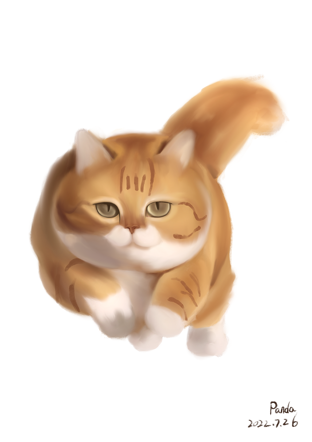 iPad画一只大橘猫