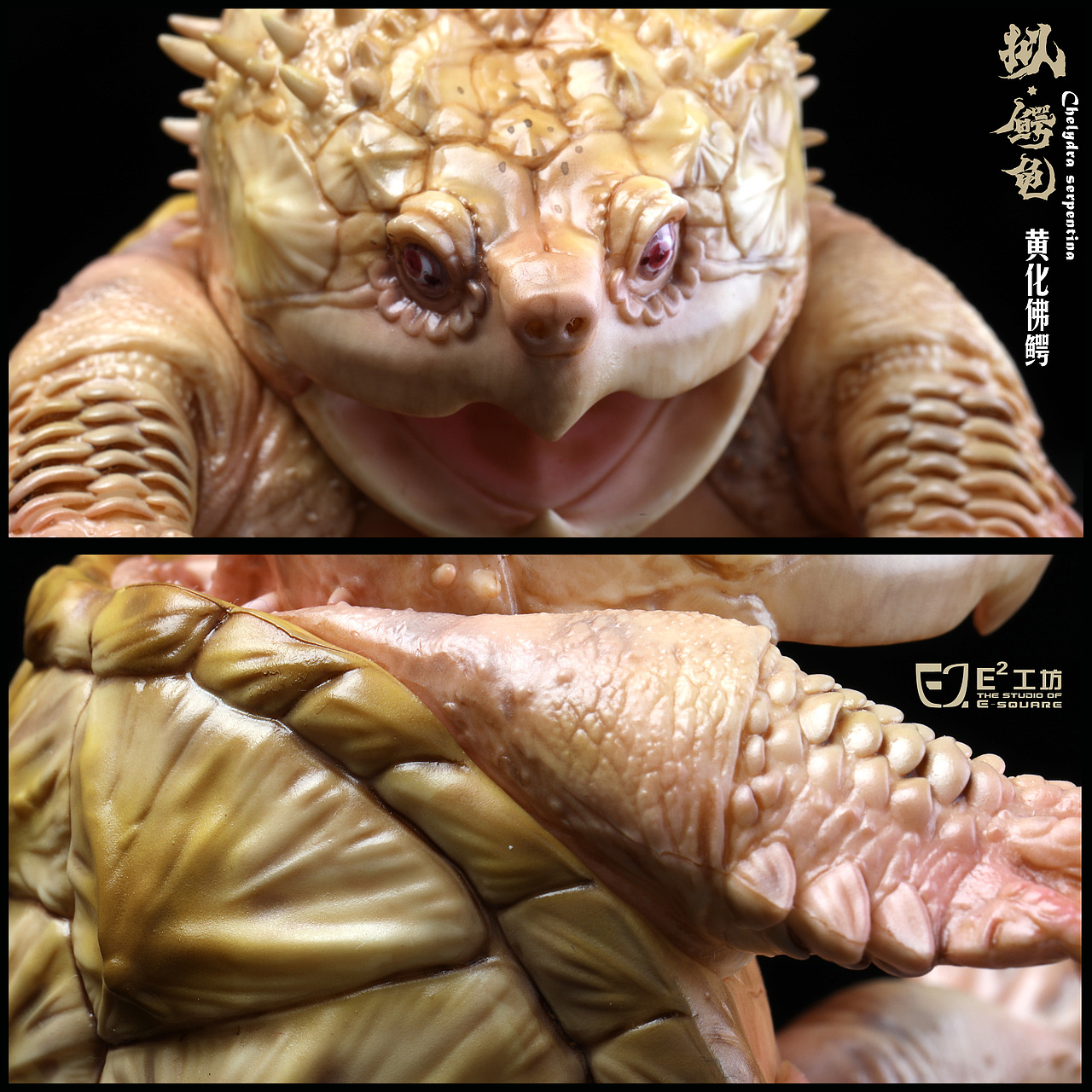 2023鳄龟系列--拟鳄龟