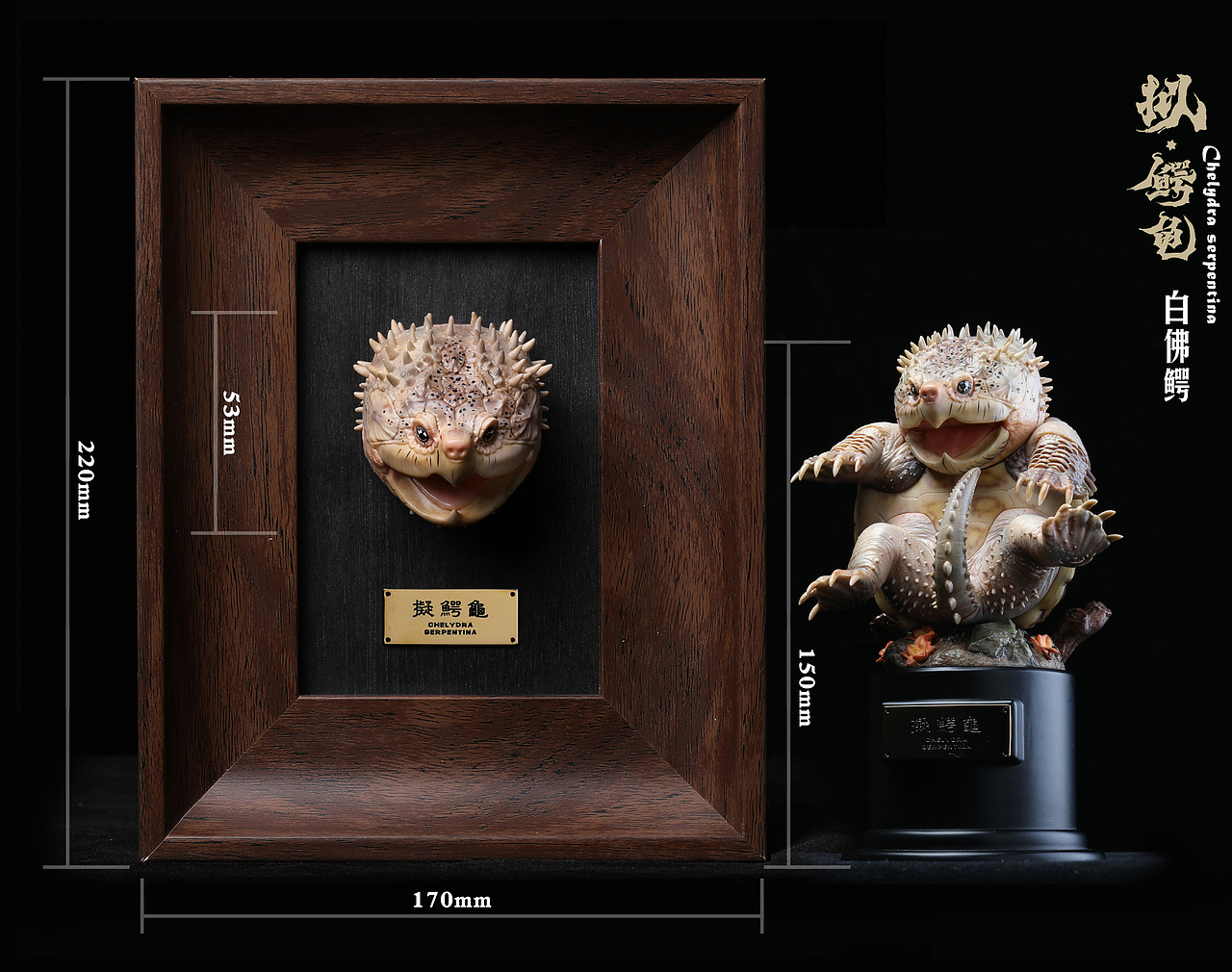 2023鳄龟系列--拟鳄龟