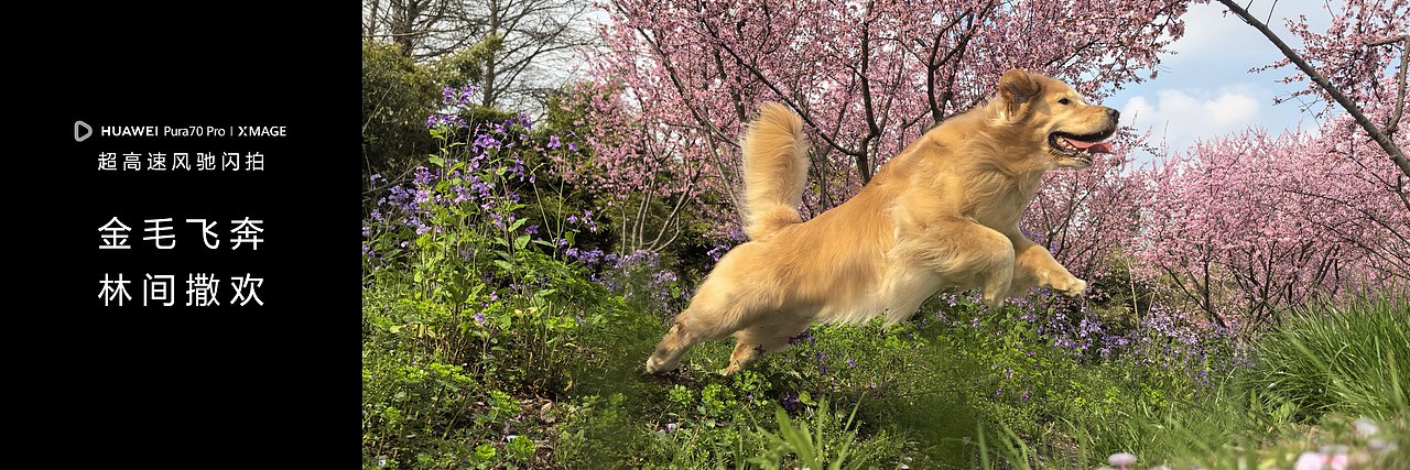 HUAWEI Pura70 锐意向前（图ZMzY5ODYxMzE2） - PPT/Keynote - 站酷设计师韧吼吼世佳原创素材 - 站酷ZCOOL