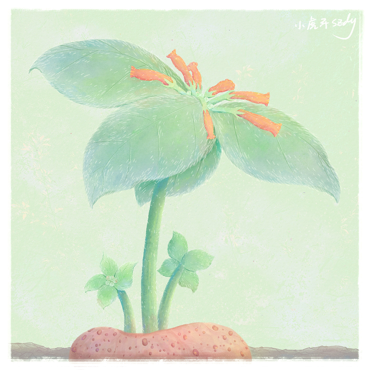 一些有趣的植物