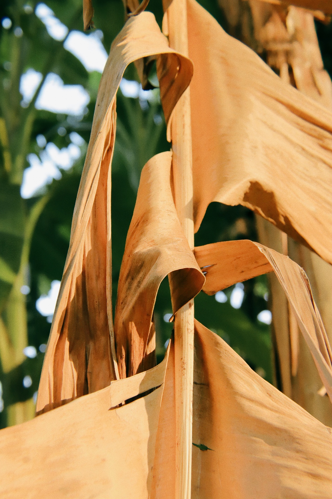 树下——练习（图ZMzIyMTAxNDg4） - 人像摄影 - 站酷设计师juvenile奶瓶原创素材 - 站酷ZCOOL