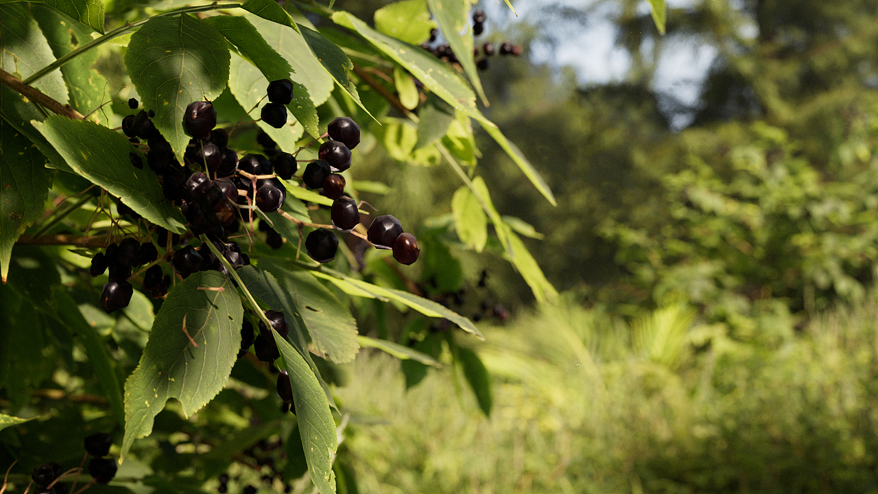 《灵感森林》写实场景渲染（图ZMzA3MjMxOTY4） - 场景 - 站酷设计师朗朗yyds原创素材 - 站酷ZCOOL