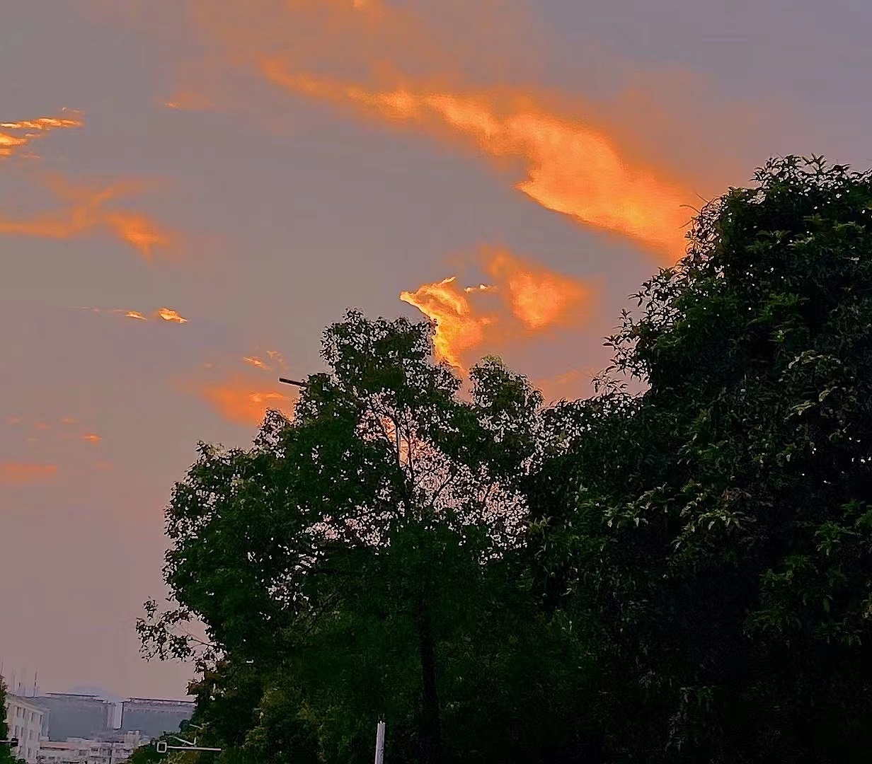 我在人间追逐日落