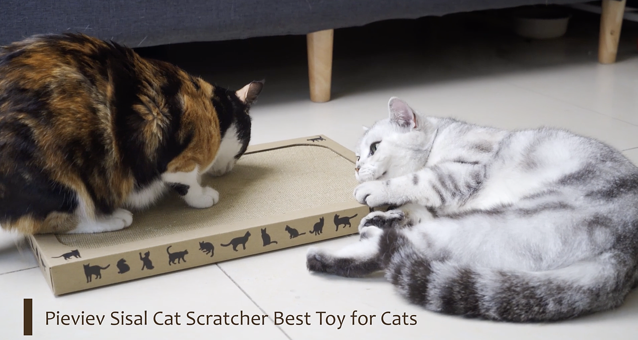 亚马逊跨境电商视频-宠物用品-猫抓板拍摄剪辑