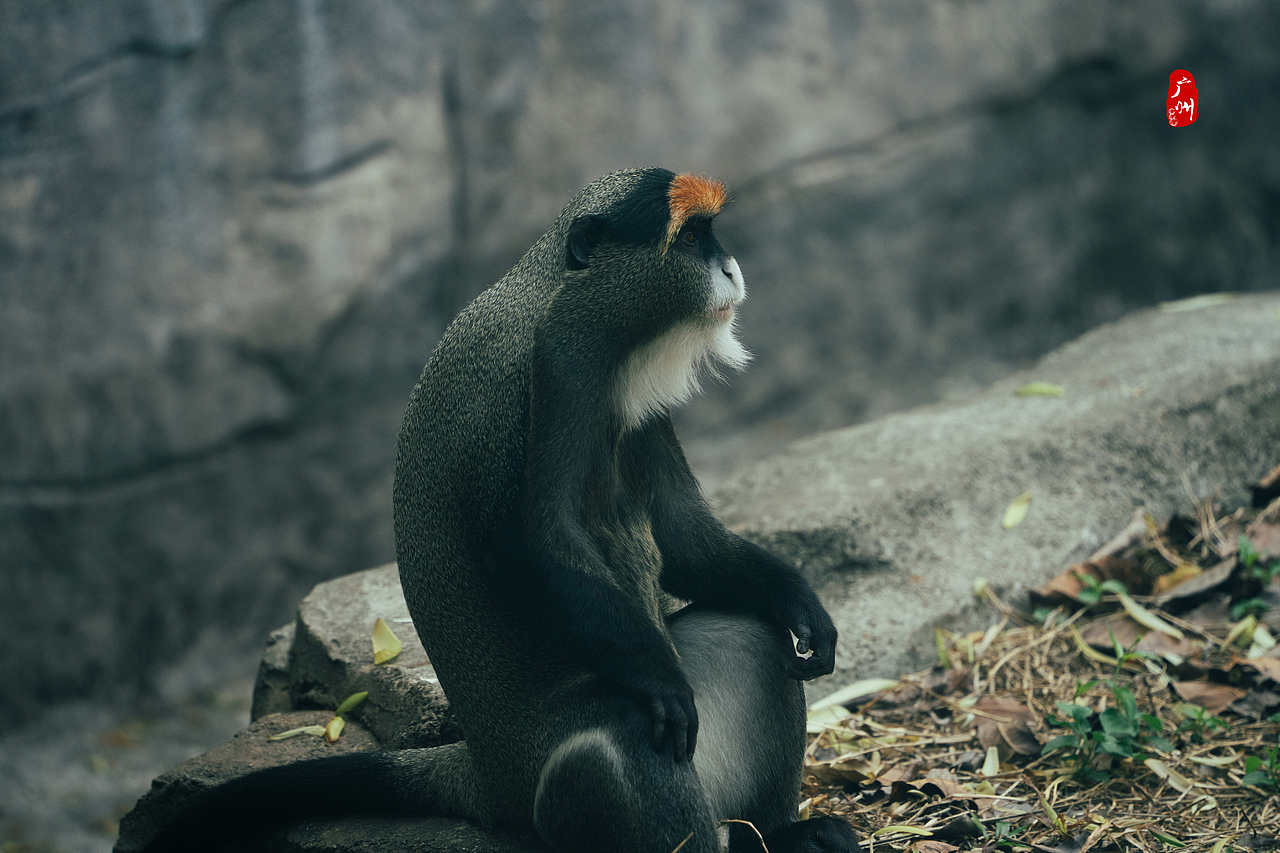 随手拍·广州动物园(兽类)