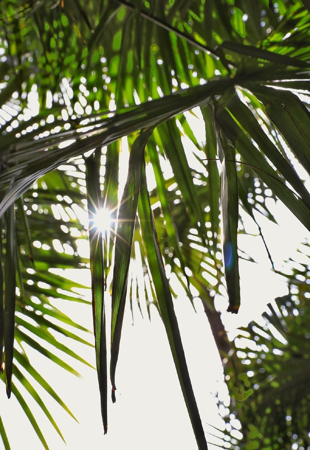 “光”（图ZMzM0NjY4MDAw） - 风光摄影 - 站酷设计师白白是日梦原创素材 - 站酷ZCOOL