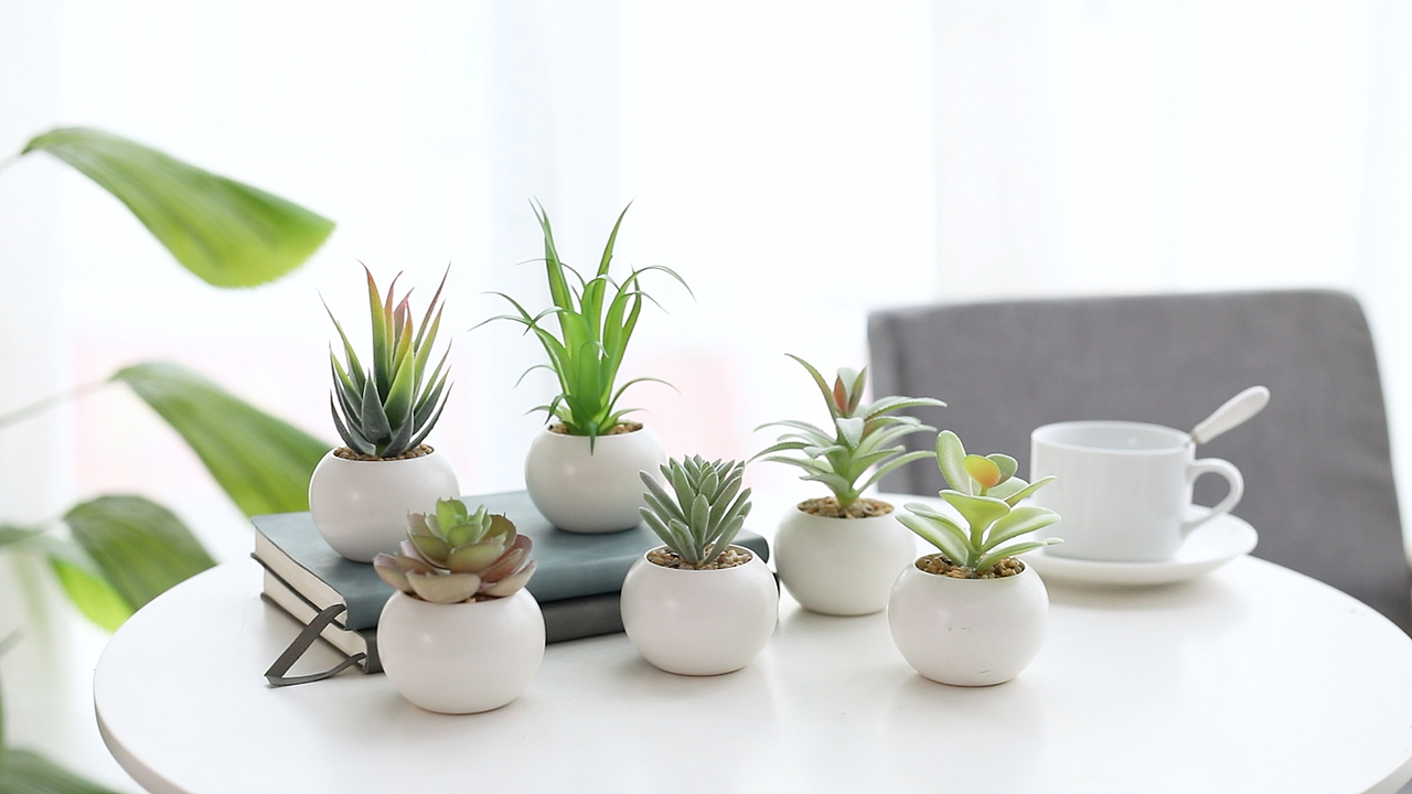 静物-亚马逊跨境电商-视频拍摄-盆景装饰