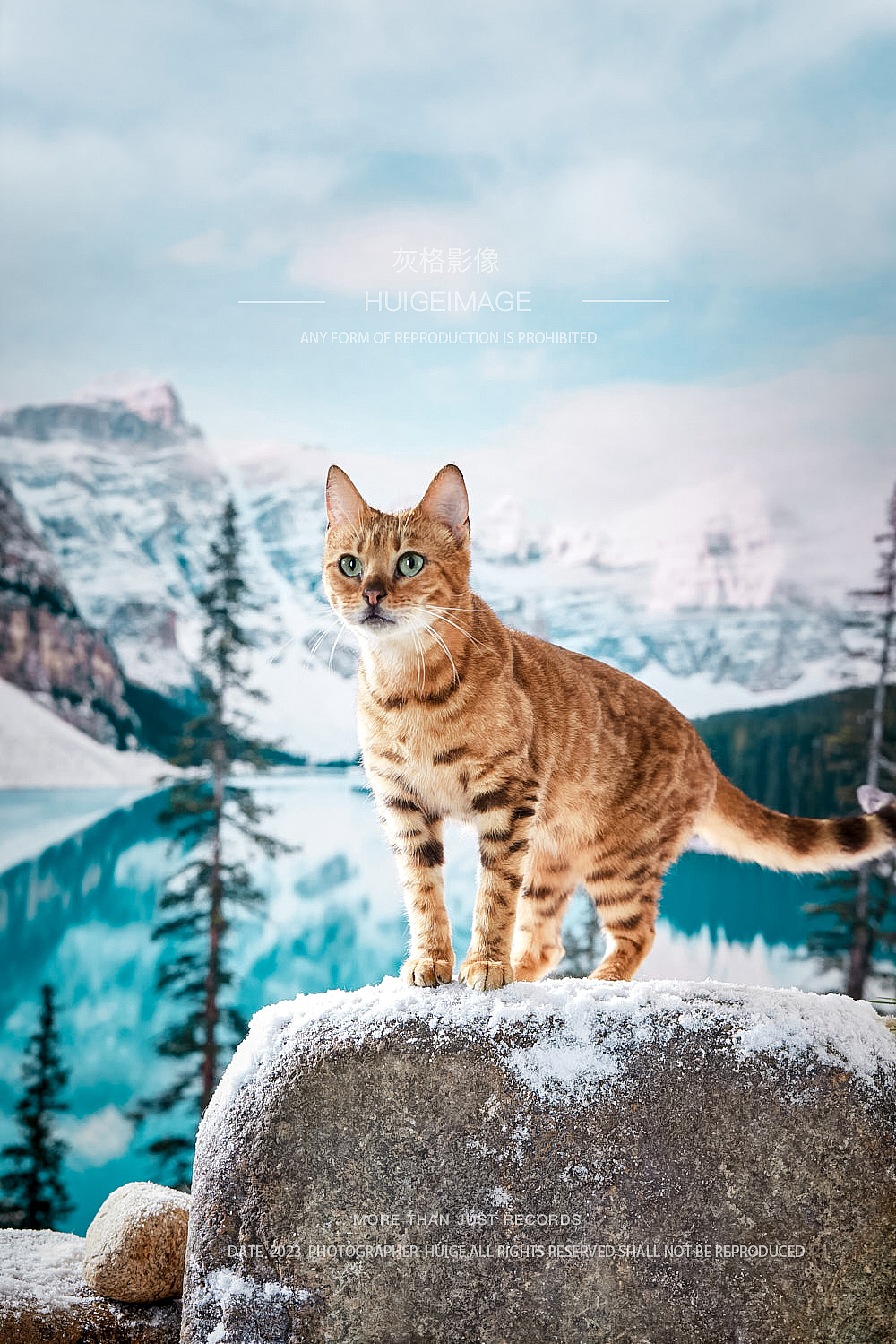 网易天成猫粮猫草拍摄&灰格影像