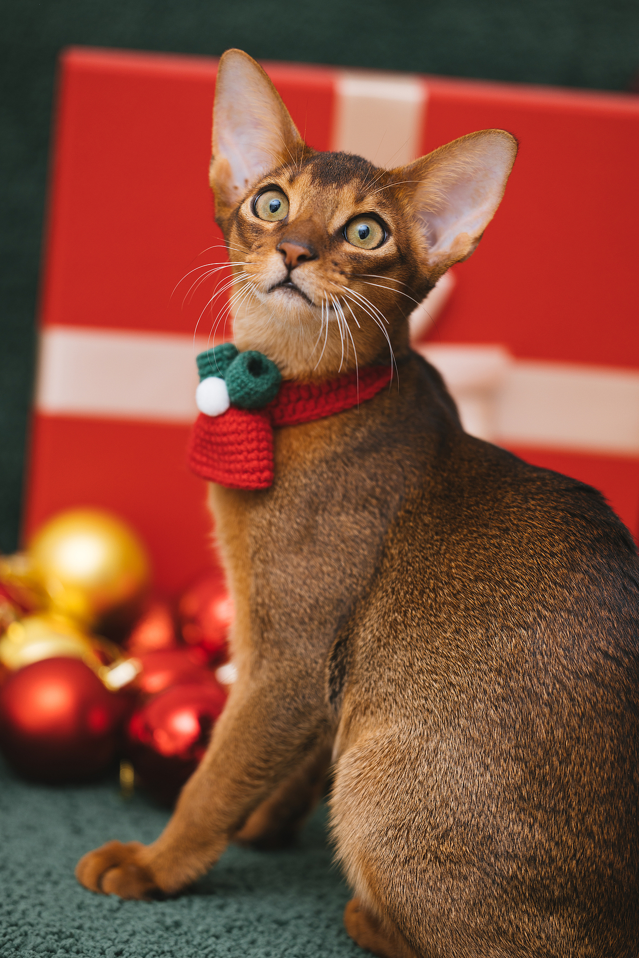 猫的私房 第六季