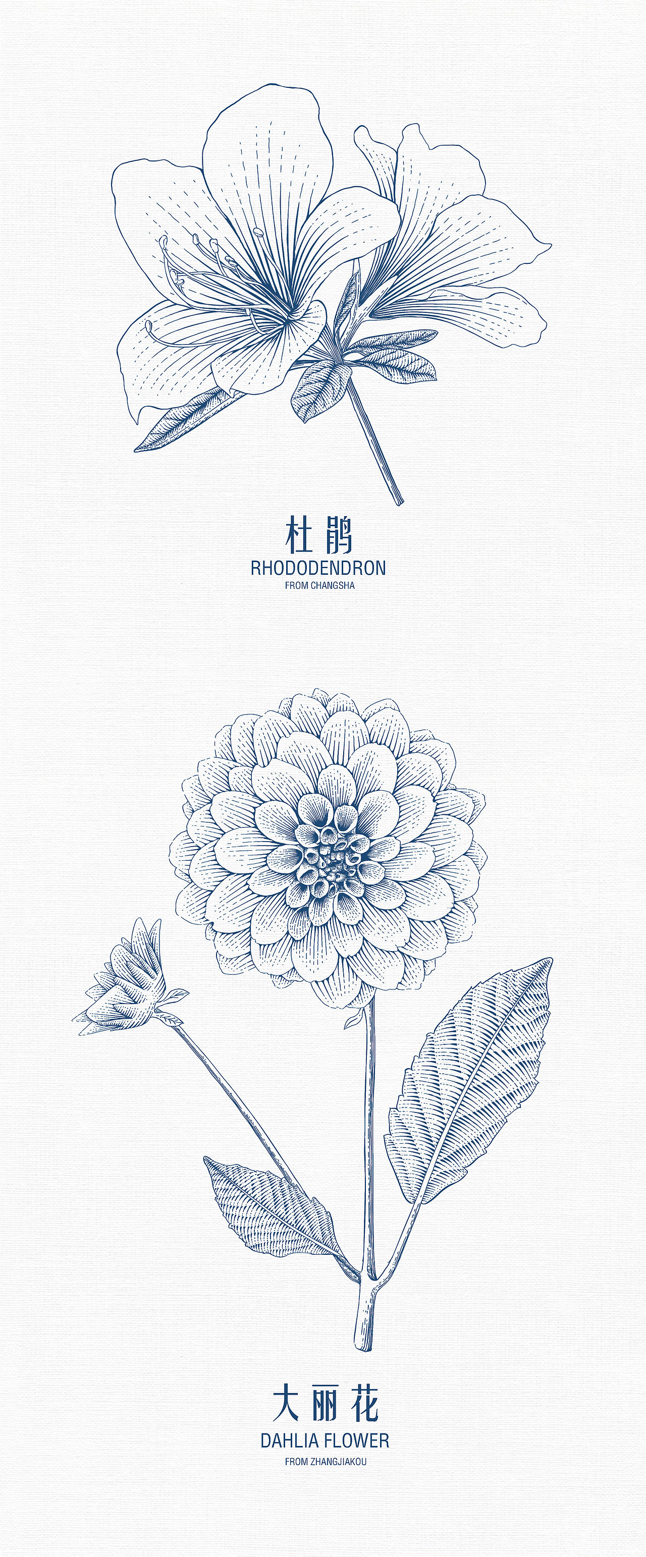 原创插画|版画|包装设计|city flowers|花朵