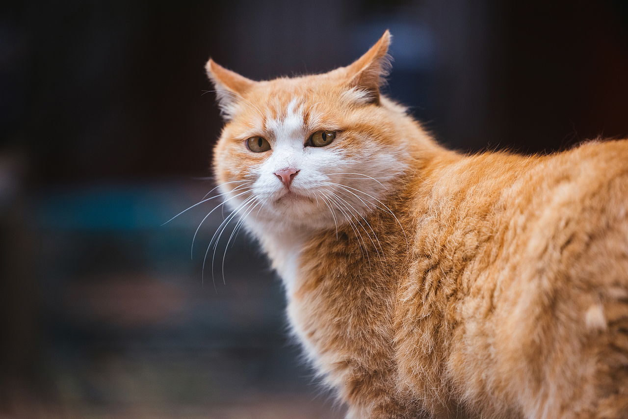 故宫的猫——帕帕