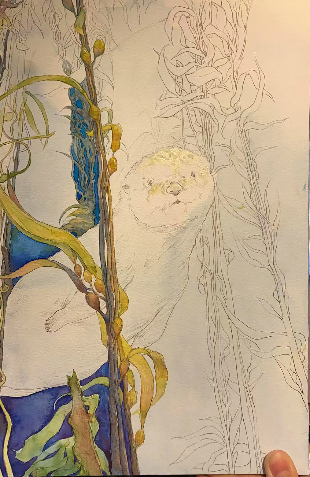 濒危动物系列水彩插画——海獭