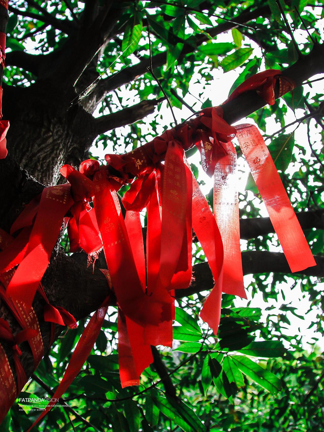 [旅行] 黄山翡翠谷(情人谷)，《卧虎藏龙》取景地