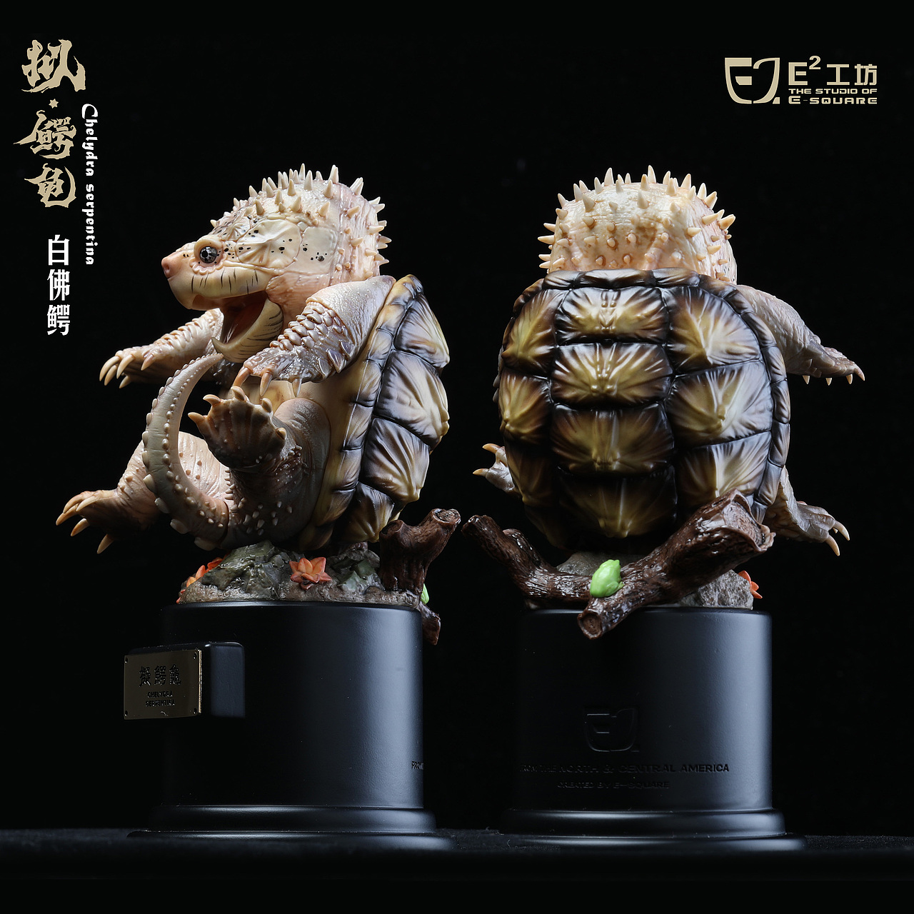 2023鳄龟系列--拟鳄龟