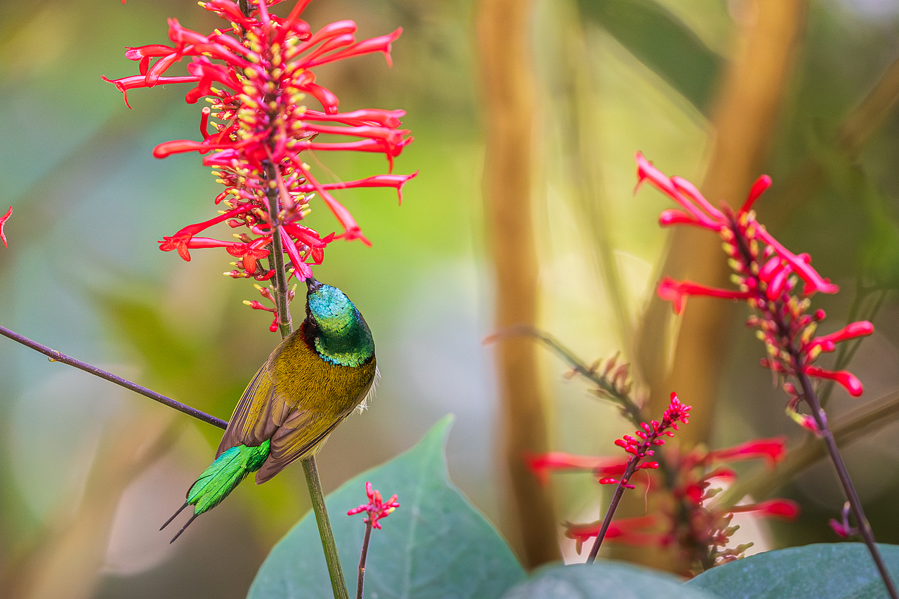 2023年度观鸟总结