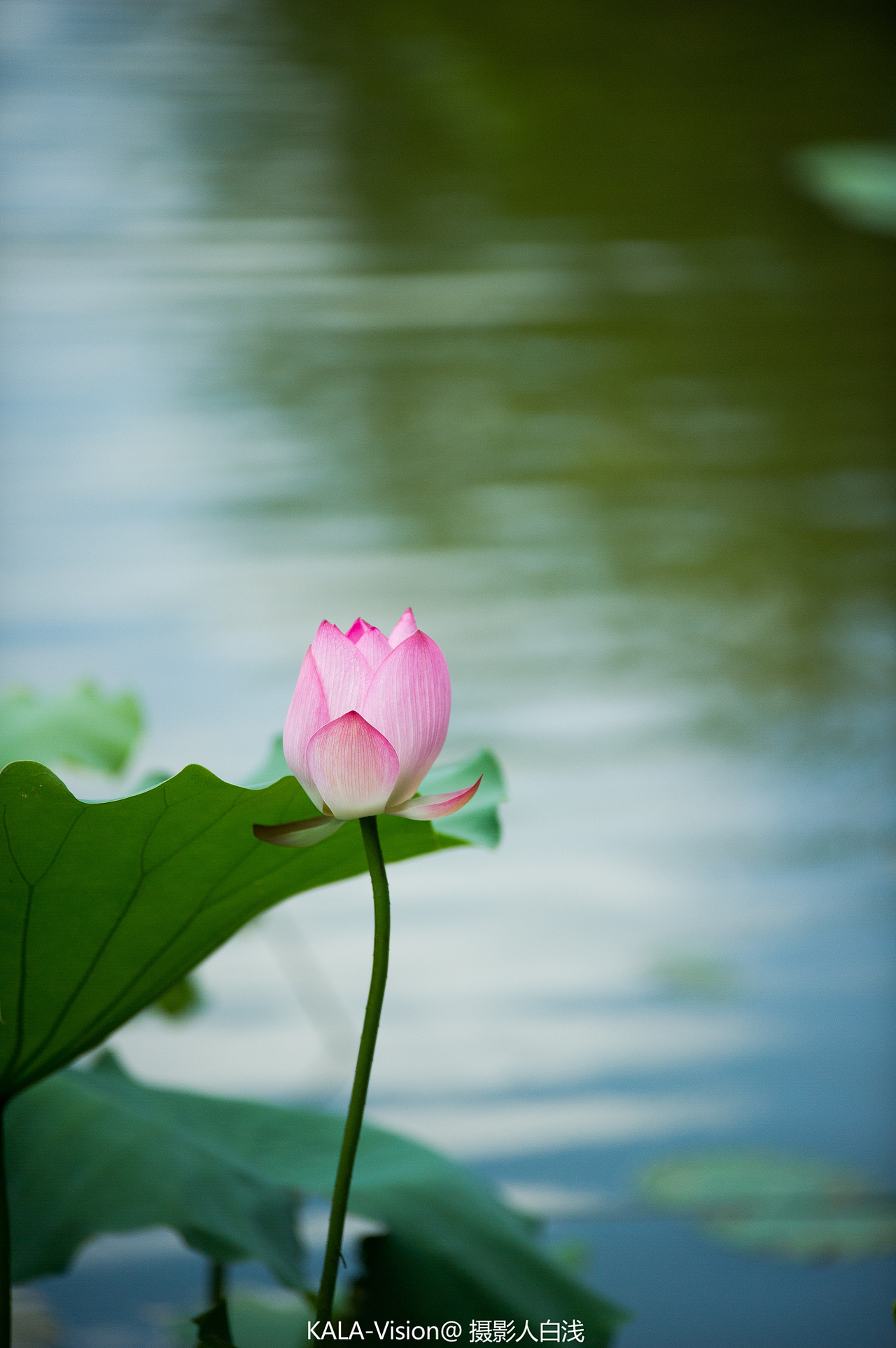 荷花（图ZMTE2OTgzOTI4） - 产品摄影 - 站酷设计师sz白浅原创素材 - 站酷ZCOOL