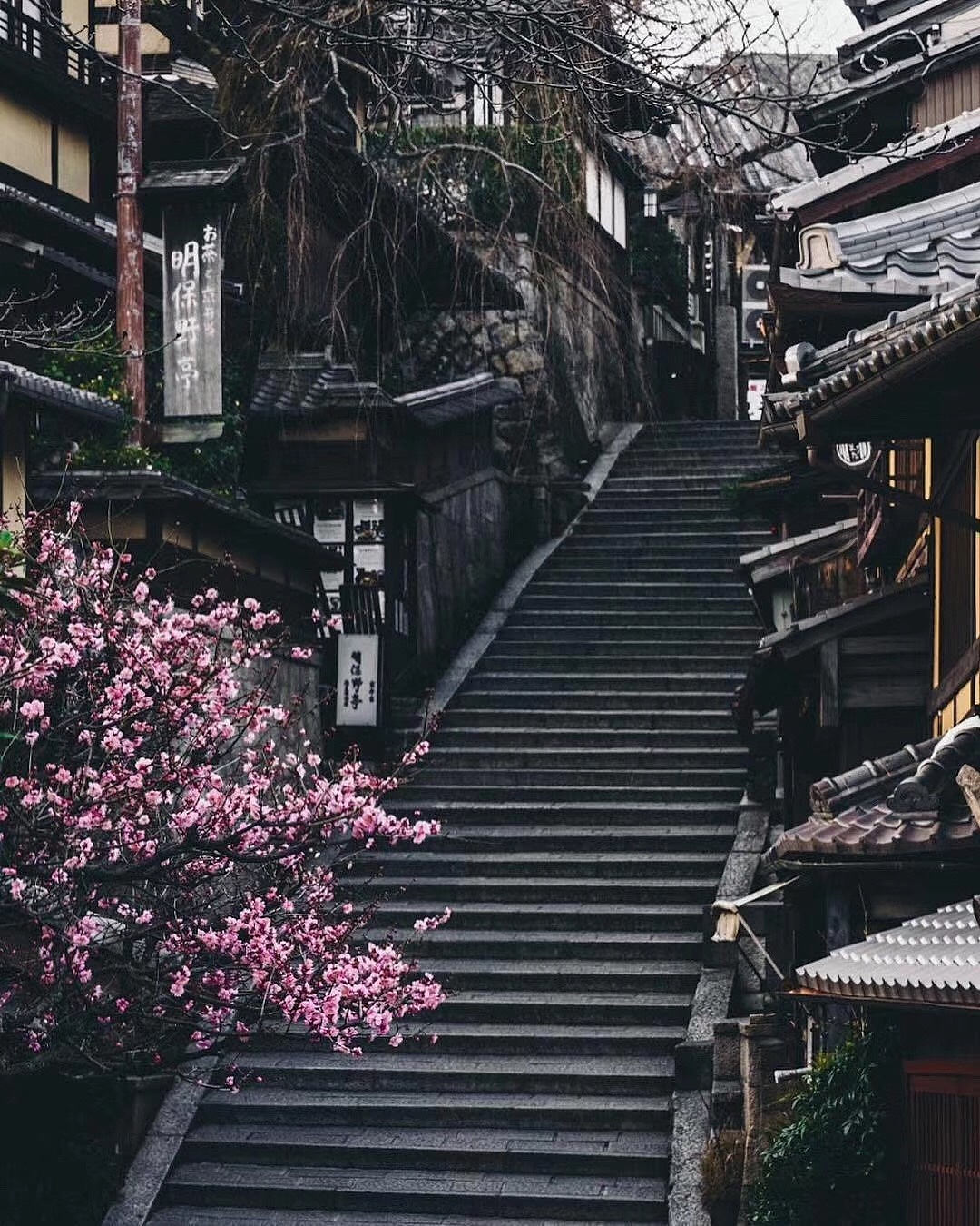 京都樱花,除了美还是美