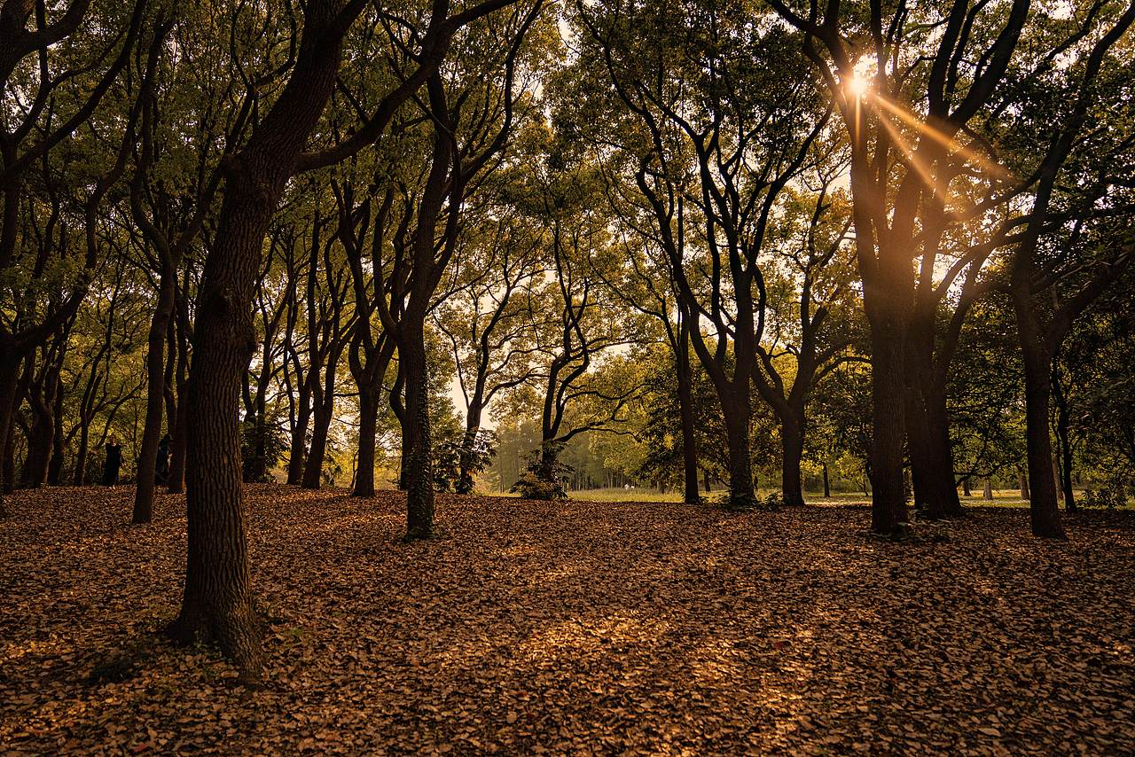 小森林 · 初秋篇