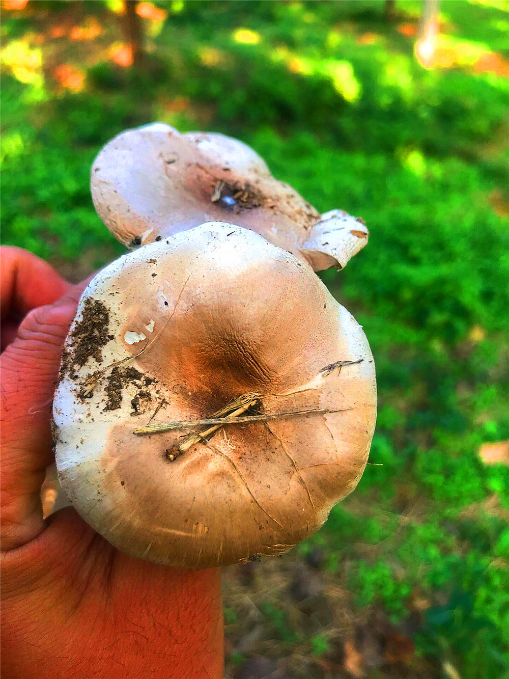 刘勇良手机纪实摄影:采蘑菇