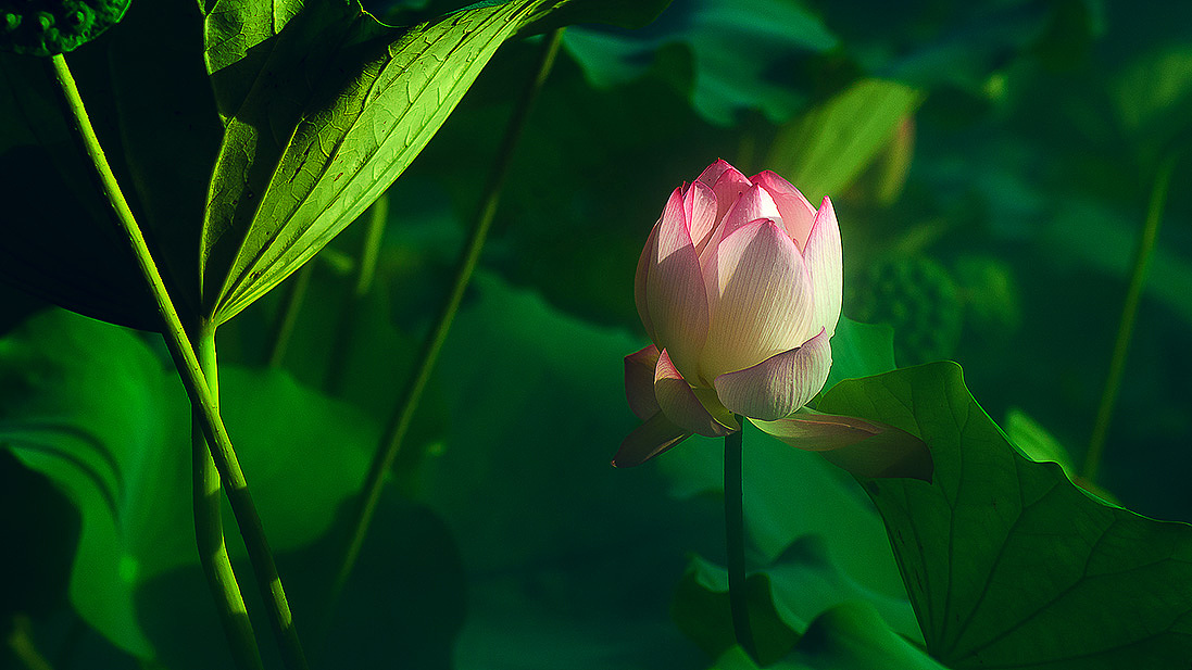 荷花奔放的季节烟雾意境荷花