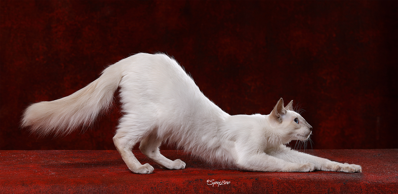 2018-19年度中国猫赛spyzoo赛程猫咪拍摄部分