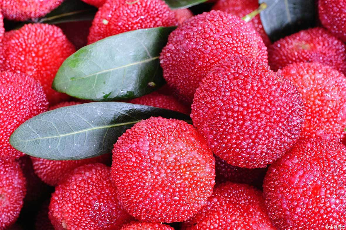 古一设计 X 原野农场 杨梅红酒酒标设计包装设计案例（图ZMjA4NjkxNjg4） - 包装 - 站酷设计师古一设计原创素材 - 站酷ZCOOL