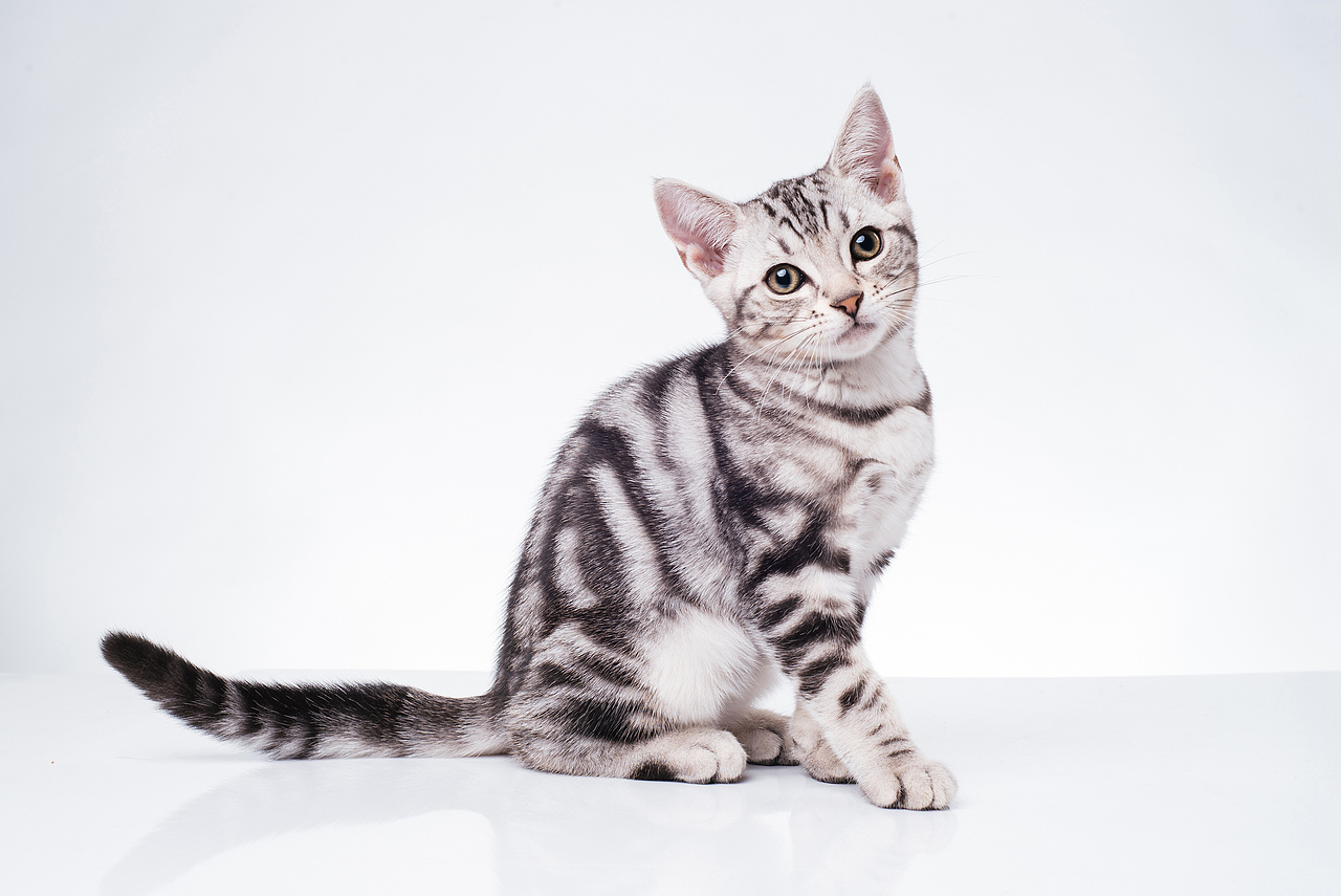 Farewell 2018【克查原创作品30】（图ZMTQwMTY0ODQ4） - 宠物摄影 - 站酷设计师克查原创素材 - 站酷ZCOOL