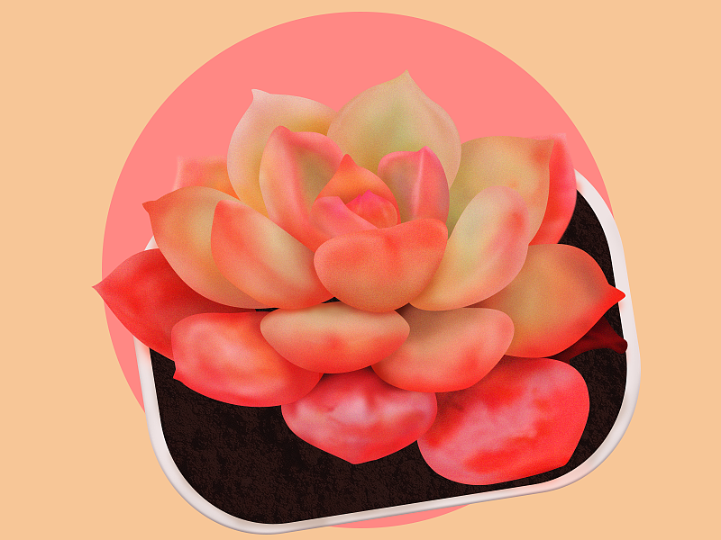 [插画练习] 画个多肉