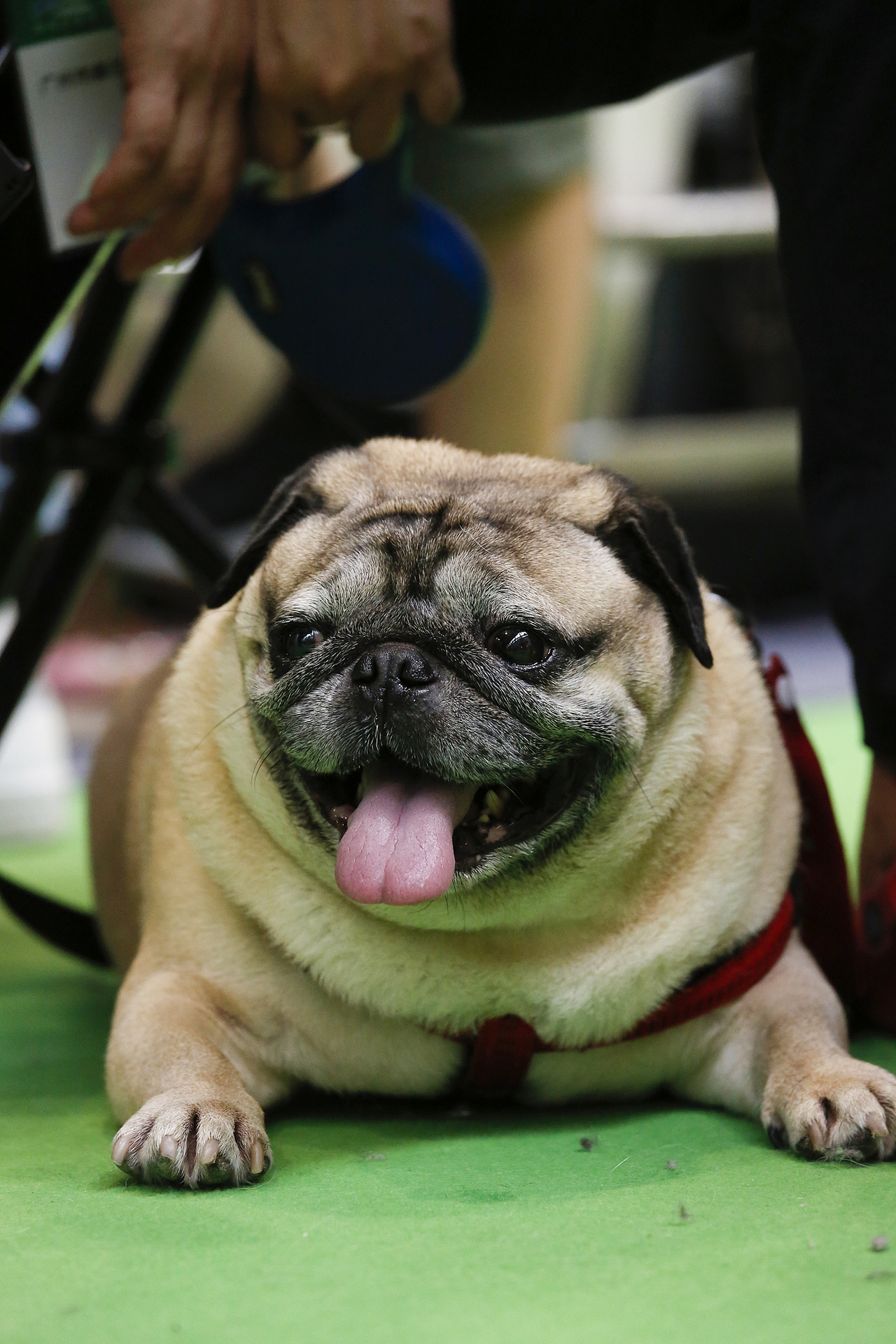 2019年5月广州琶洲华南宠物用品展