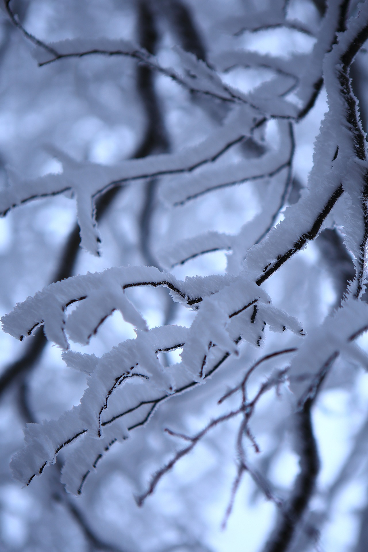 紫金山雪景-雾凇
